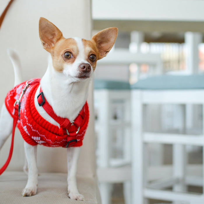 Designing Harmony: Crafting the Best Dog-Friendly Kitchen for Your Home