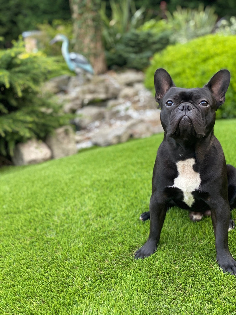 Artificial Grass