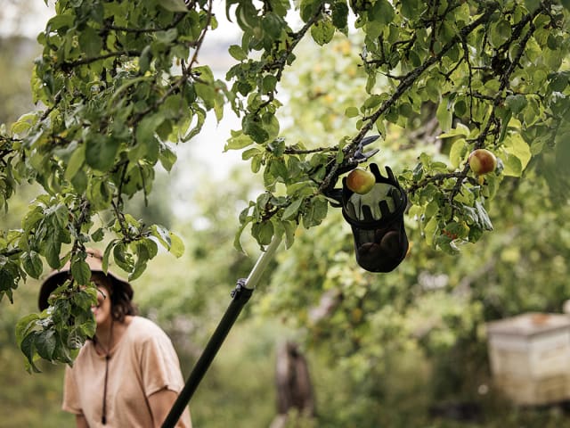 Fruit Picker