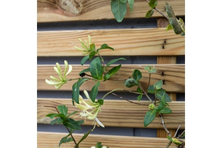 Slatted Trellis - 180 x 90cm - Pack 10