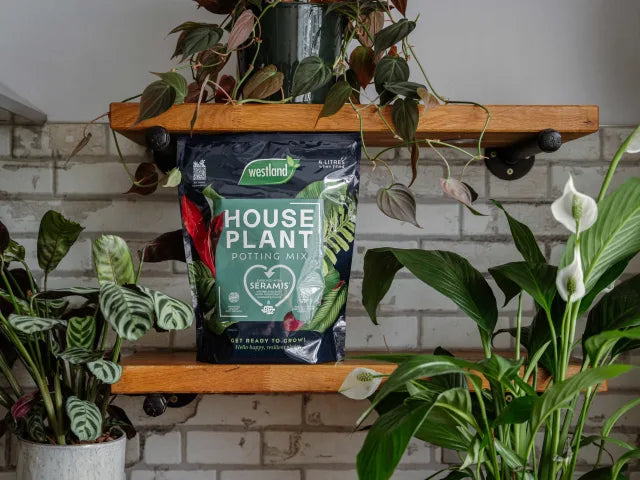 Houseplant Potting Mix Peat Free 4L