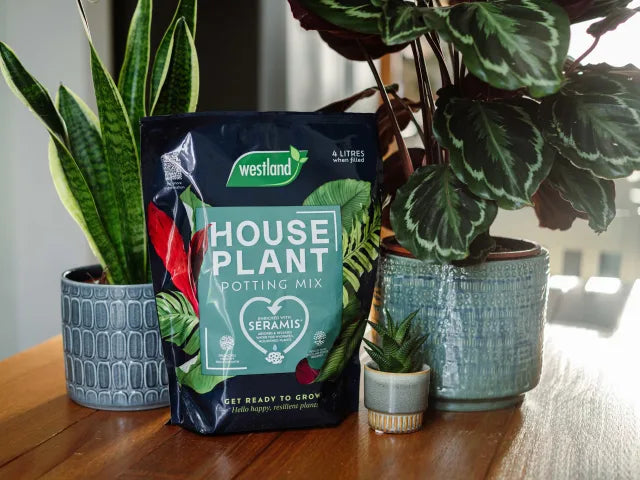 Houseplant Potting Mix Peat Free 4L