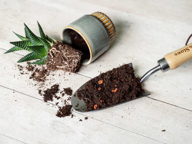 Cacti & Succulent Potting Mix Peat Free 4L