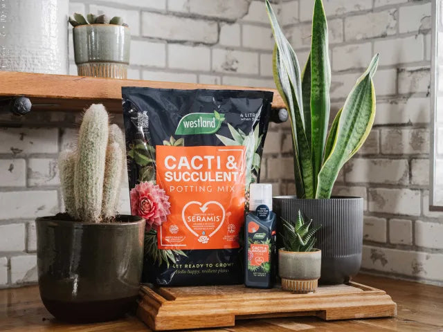 Cacti & Succulent Potting Mix Peat Free 4L